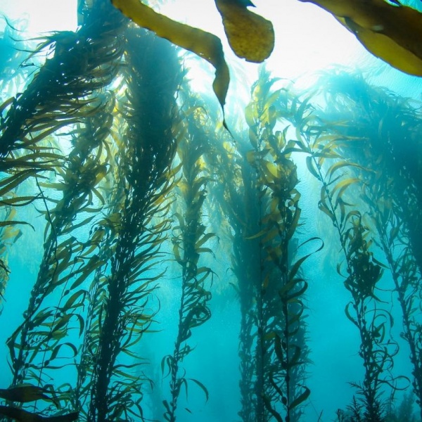 Kelp and CO2, May 9, 2021
